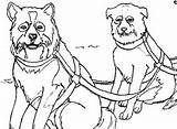 Coloring Pages Dog Dogs Alaska Sled Choose Board Kids Gold Sledding Rush sketch template
