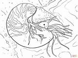 Nautilus Coloring Pages Squid Printable Chambered Pompilius Cuttlefish Vampire Colouring Supercoloring Marvelous Template Designlooter Birijus Categories sketch template