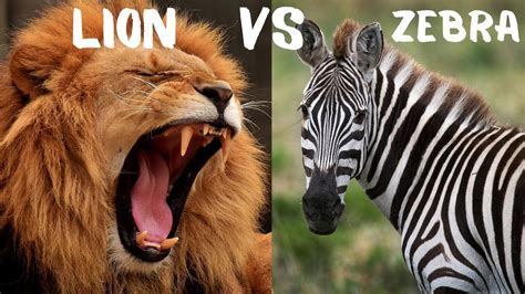 lion  zebra youtube