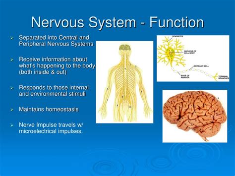 picture  nervus system   nervous system powerpoint