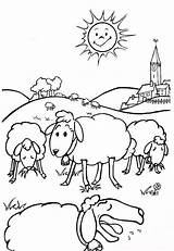 Oaie Colorat Imagini Sheep Coloring Lamb Desene Etichete Fise sketch template