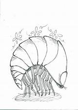 Pill Bug Drawing Pillbug Paintingvalley sketch template