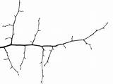 Branch sketch template