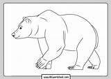 Grizzly Sheet Bears sketch template