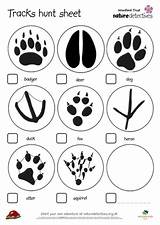 Animal Tracks Hunt Teaching Kb Pdf Resources sketch template