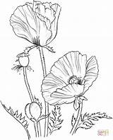 Coloring Poppy Poppies Color Pages Supercoloring Drawing Flowers Printable Flower Oriental Crafts Drawings Cute Kids Line Print Colour Embroidery Adults sketch template