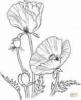 Poppies Supercoloring Remembrance sketch template