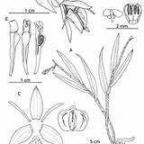 Dissected Epidendrum Ames Habit sketch template