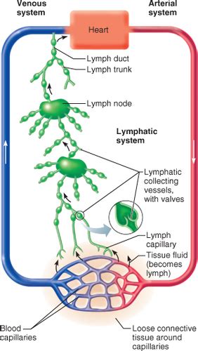 Immune And Lymphatics A P Flashcards Quizlet