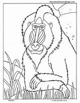 Coloring Mandrill Mandril Pages Mae Jemison Animal Primates Printable Animals Color Planet Monkey Kids Books Zoo Book Colouring Au Baboon sketch template