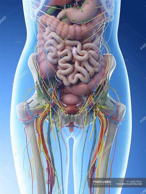 female abdominal anatomy  internal organs computer illustration blue background human