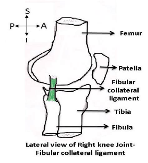 fibularlateral collateral ligament  knee joint  scientific