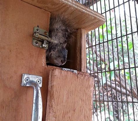 images  wildlife  pinterest baby squirrel habitats  volunteers