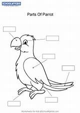 Worksheet Parrot Label Worksheets Schoolmykids sketch template
