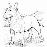 Coloring Dog Surfnetkids Breed Bull Terrier Animals Pages sketch template