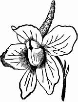 Larkspur Flower Tattoo Clipart Designs Tattoos Clip Large Etc Cliparts Usf Edu Clipartbest Library Original Tiff Resolution sketch template