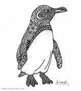 Galapagos Penguin Zentangle Penguins Coloring Mandalas Pinguino Colorear sketch template