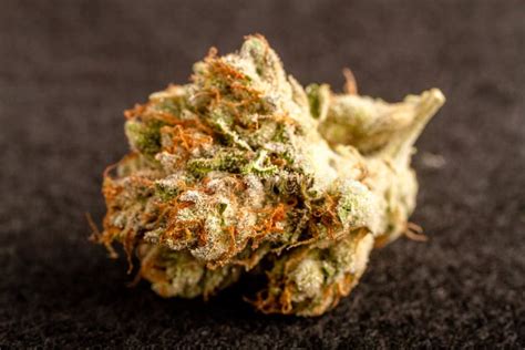 marijuana buds stock photo image  medicine drug legalized