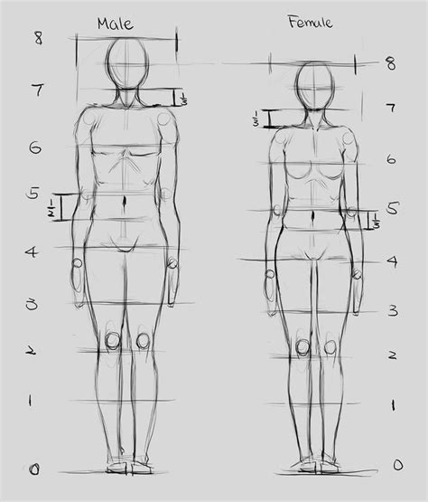 Proportions 1 Human Anatomy Drawing Drawing Body Proportions Human