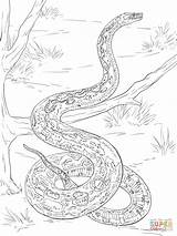 Coloring Boa Pages Constrictor Realistic Python Printable Burmese Mamba Print Colouring Animals Snake Snakes Emerald Tree Supercoloring Color Adult Bilder sketch template