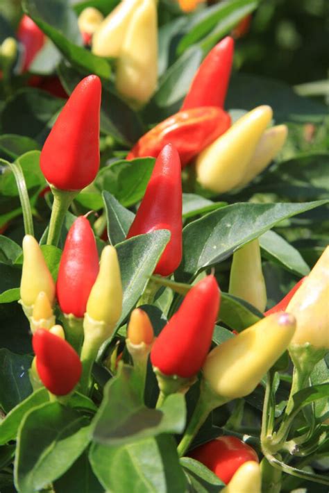 Bolivian Rainbow Pepper Multi Colored Chili Vegetable 25 Seeds Sfb11