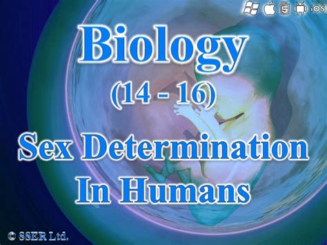 Bio6 9 Sex Determination In Humans Teaching Resources