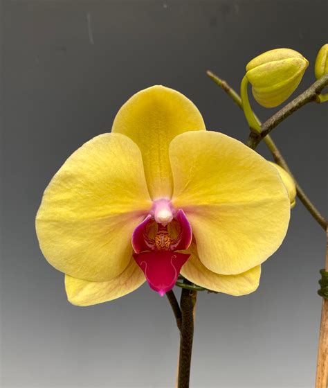 phal tiannong golden butterfly orchidweb