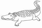 Crocodile Dyr Krokodille Coloriages Wally Gator Malebøger sketch template