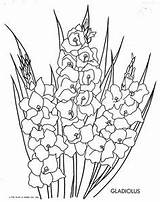 Flower Flowers Coloring Pages Gladiolus Drawing Color Choose Board sketch template