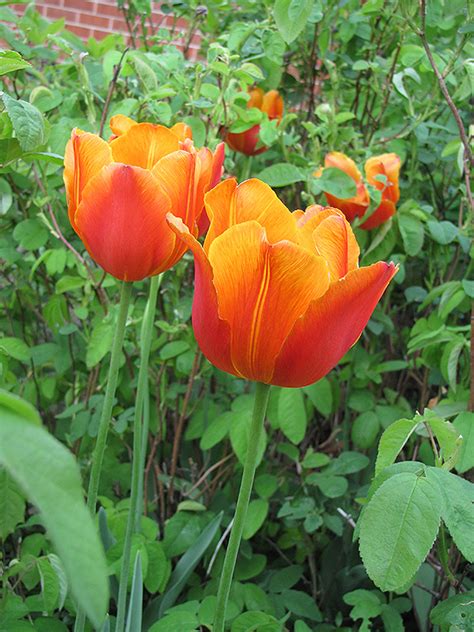 apeldoorn elite tulip tulipa apeldoorn elite  greensboro high point winston salem