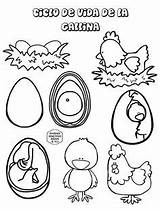 Life Chicken Cycle Printable Coloring Pages Information sketch template
