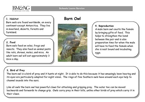 barn owl handout    grade lesson planet