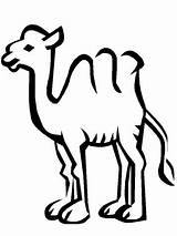 Kamelen Kameel Kleurplaten sketch template