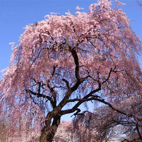 pink weeping cherry trees  sale brighterbloomscom
