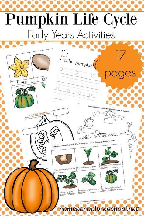 perfect preschool life cycle   pumpkin printable pack pumpkin