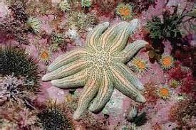 image result  starfish habitat starfish habitat cactus plants