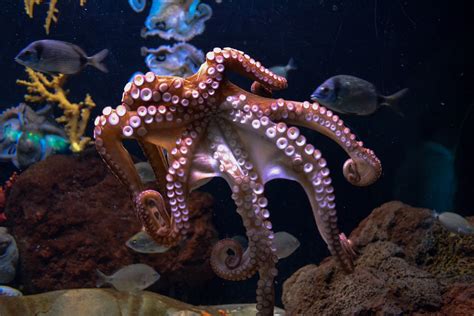 amazing video shows octopus changing colors  attempt  camouflage  funny  site