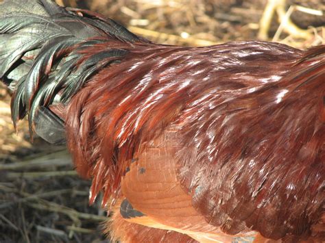 saddle feathers backyard chickens learn   raise chickens