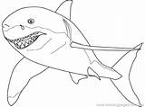 Shark Coloring Bull Getdrawings Pages sketch template