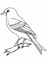 Canary Bird Coloring Perched Pages Supercoloring Color sketch template