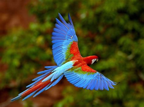 colourful flying bird high definition high resolution hd wallpapers