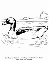 Drawing Drawings Coloring Sheldrake Animal Pages Duck Honkingdonkey Bird Kids Identification Kaynak Wild Designlooter Animals sketch template