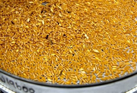 farmers    quality grain grades inconsistent agcanada