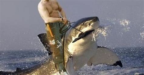 Putin On A Shark Enough Said Imgur