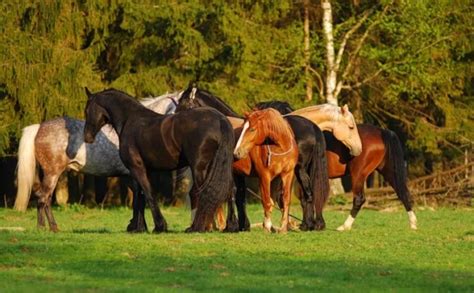 Спаривание лошадей методы спариванияи и подготовка к процессу