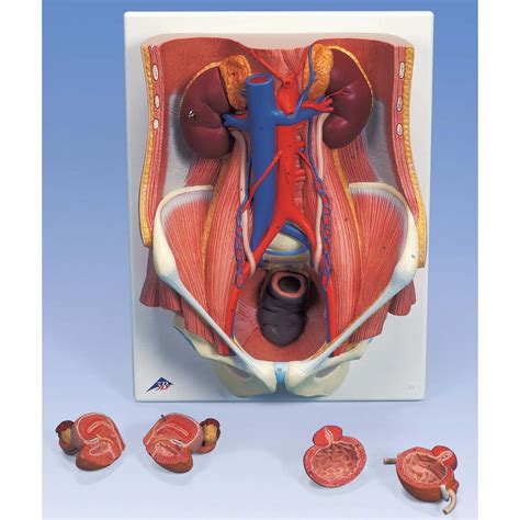 3b scientific k32 urinary system model of the male and female 6 part