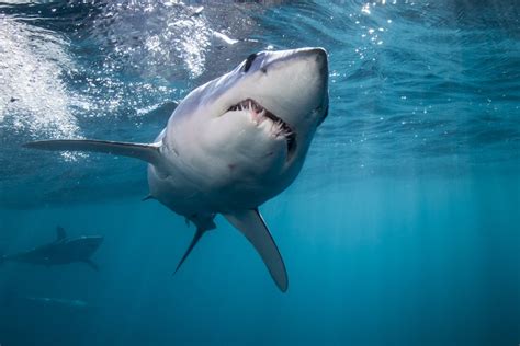 tiere krasse bilder fotograf beweist dass er keine angst vor hai hat