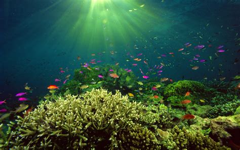 wallpaper px ikan alam lautan kehidupan laut bawah air wallbase