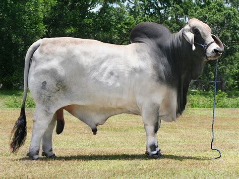 Brahman Cattle Mating Videos Biggest Bulls Of The World Red Brahman