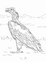 Coloring Vulture Pages Birds Printable Vultures sketch template
